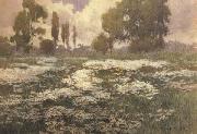 Field of Daisies